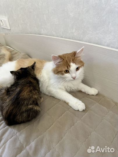 Котята в добрые руки