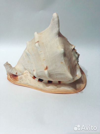 Большая морская раковина