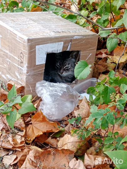 Ищем дом для кота