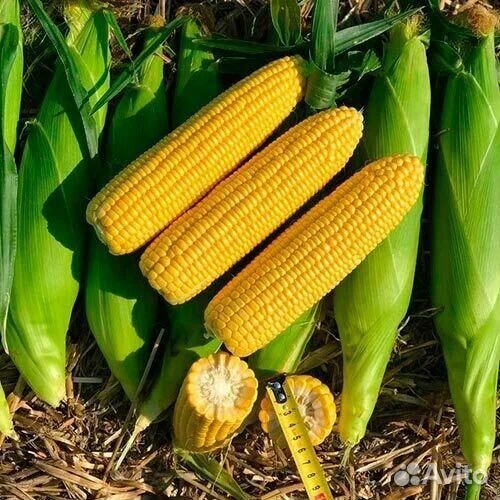 Кукуруза в початках сладкая