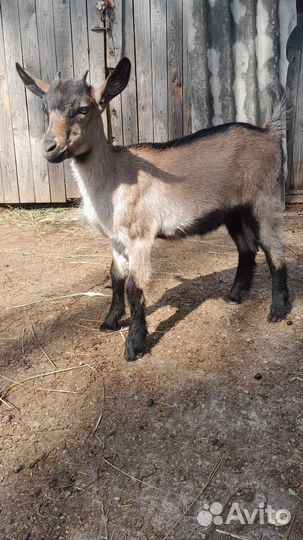 Чешские козочки