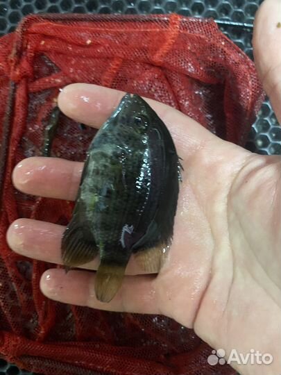 Акара бирюзовая