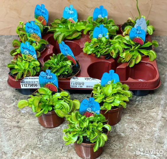 Хищное растение Дионея Мусципула / Венерина Мухоло