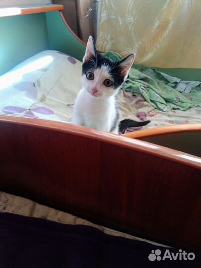 Котёнок, кошка, девочка, 3-3,5 месяца