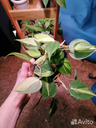 Филодендроны