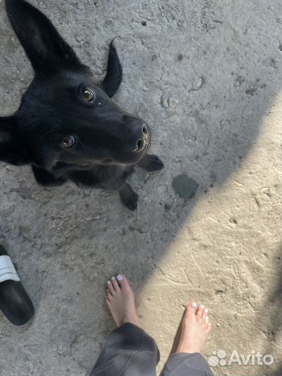 Щенок в добрые руки бесплатно дворняга