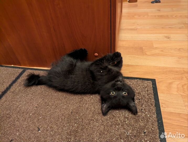 Отдам котят в хорошие руки