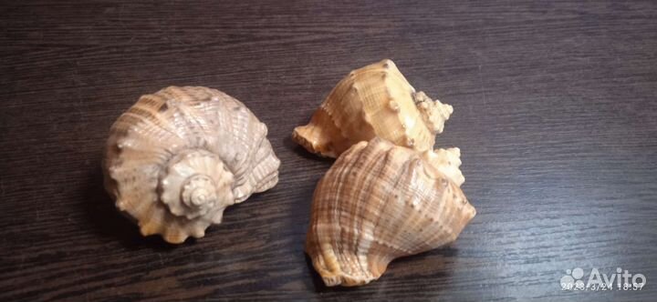 Ракушки морские