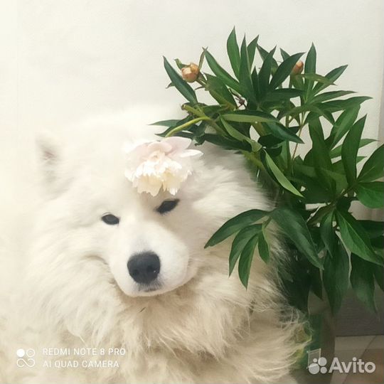 Самоед вязка
