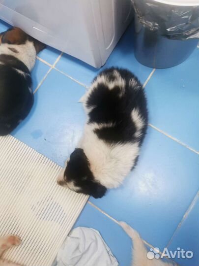 Щенки в добрые руки