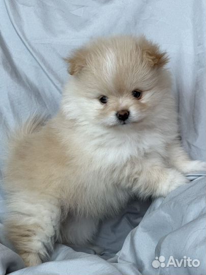 Померанский шпиц