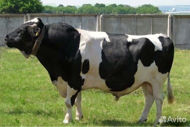 Бычки на доращивание