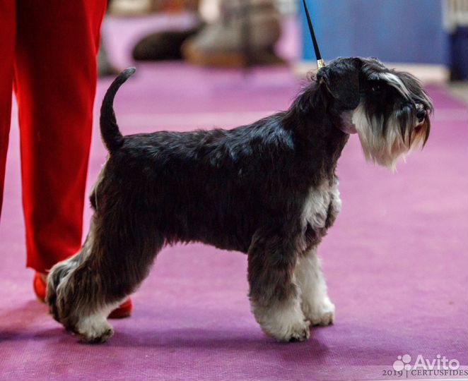 Щенки цвергшнауцера черный с серебром