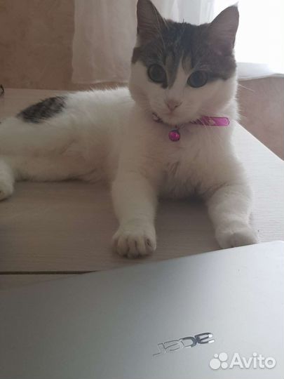 Кошка в дар бесплатно