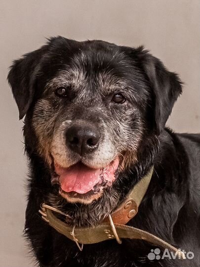 Лабрадор ищет дом