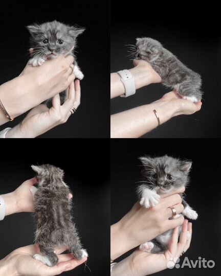 Котята курильского бобтейла серебро/черный дым