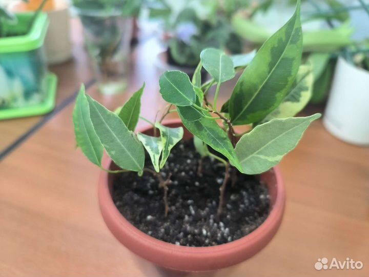 Фикус бенджамина