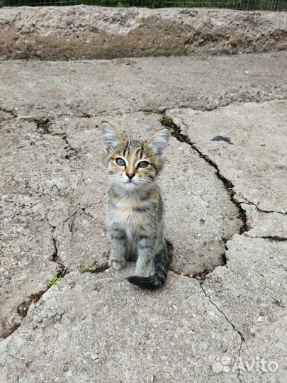 Отдам бесплатно животные