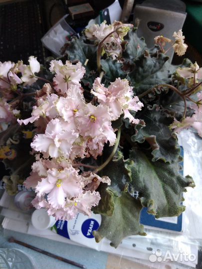 Фиалки сортовые