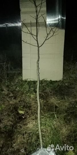Саженцы осины