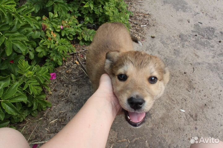 Щенок в добрые руки