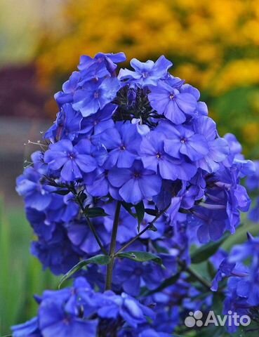 Флокс блю парадайз купить в Москве | Товары для дома и дачи | Авито