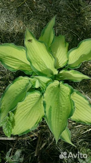 Хосты, папоротники, роджерсии и др