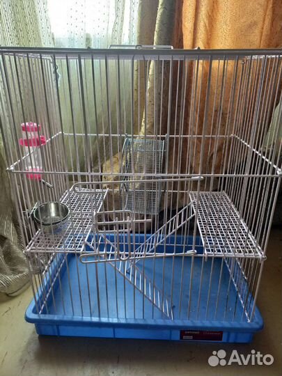 Мальчик дегу с клеткой