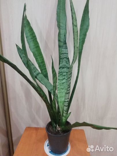 Сансевиерия