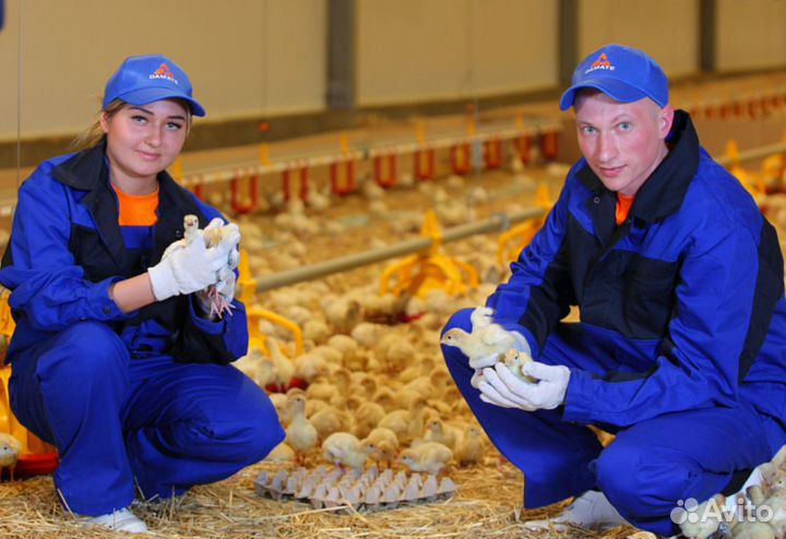 Вахта в Челябинске.Уход за птицей