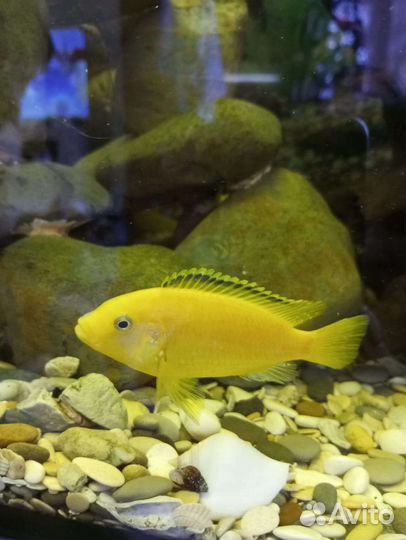 Йохани,Цихлиды Аулонокары,рыбки