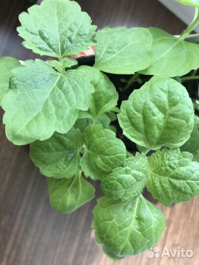 Рассада цветов