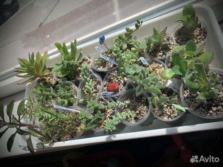 Часть 1. каллизия, суккуленты, комнатные