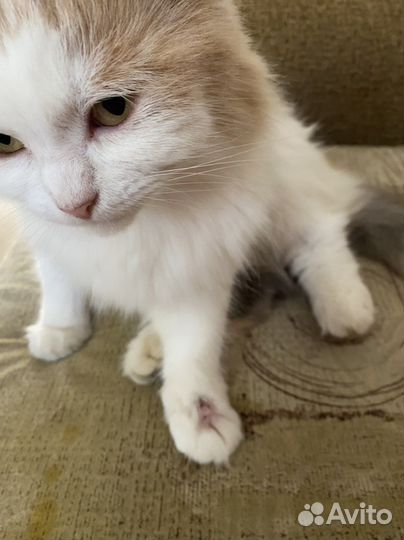 Кошка в дар