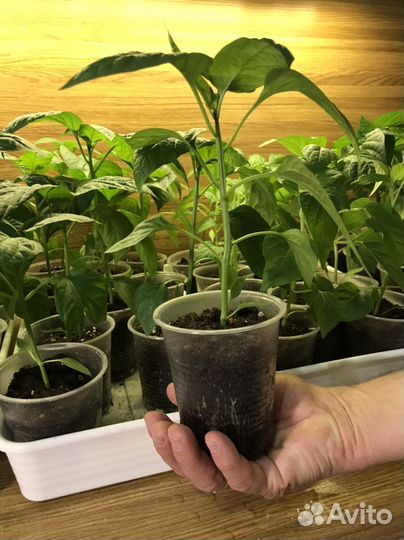 Рассада сладкого перца