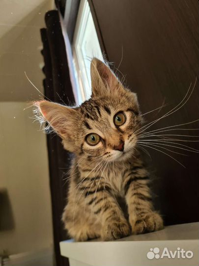 Котенок в самые лучшие руки