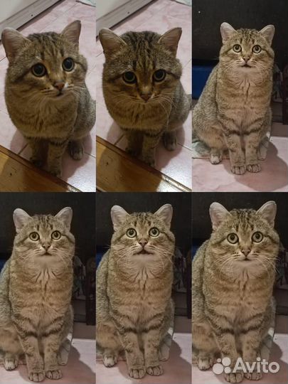 Кот Миша ищет дом