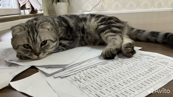 Шотландский кот для вязки и любви