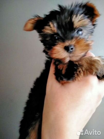 Йоркширский терьер щенки