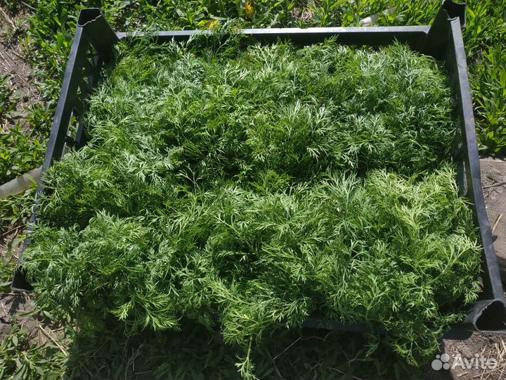 Укроп сушёный, лук