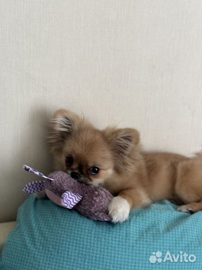 Кобель на вязку, помесь шпиц и пекинес