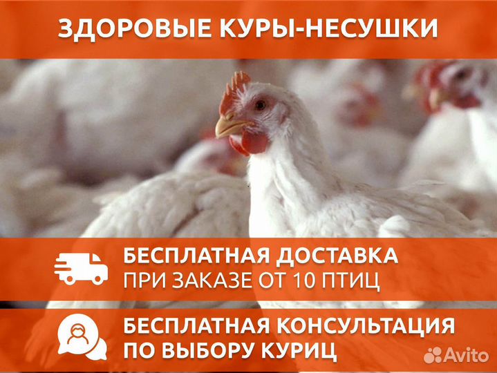 Куры несушки