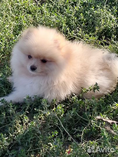 Малыш-померанский крепыш