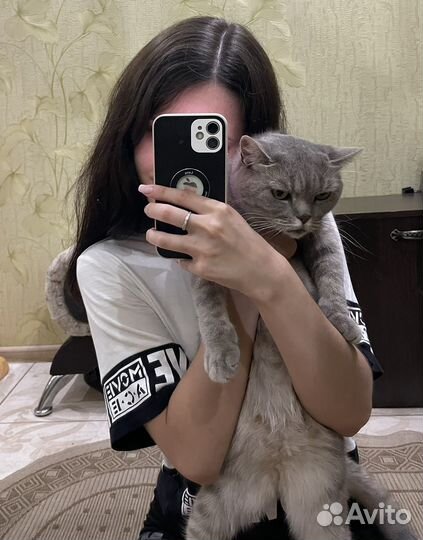 Британская кошка