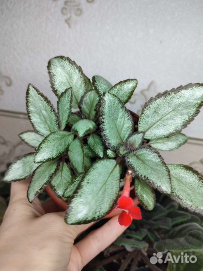 Эписция мини