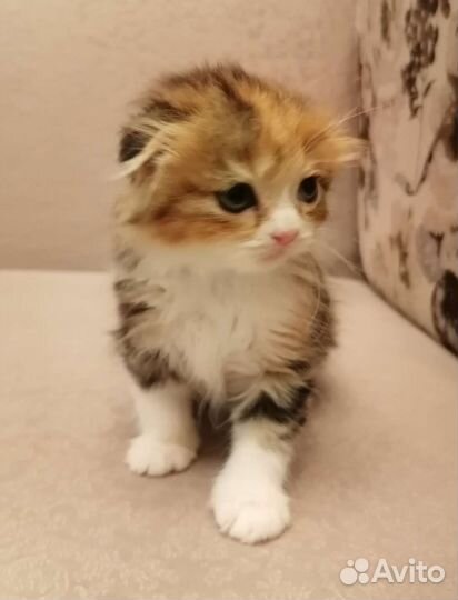 Котятки