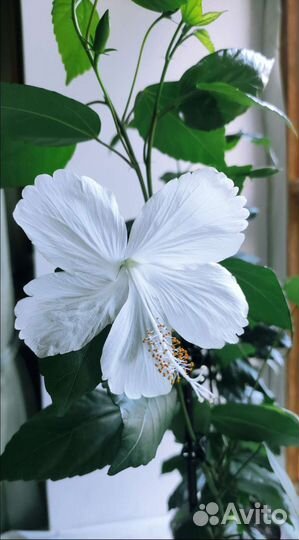 Гибискус белый Swan Lake (Лебединое озеро)