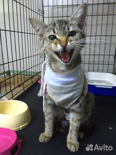 Кошка в дар