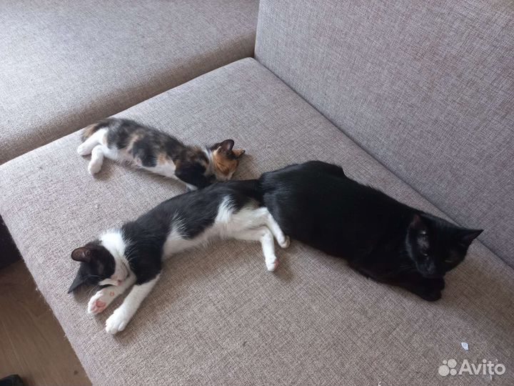 Котята в добрые руки