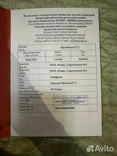 Орловский жеребец